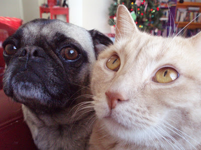 pug kitty faces friends