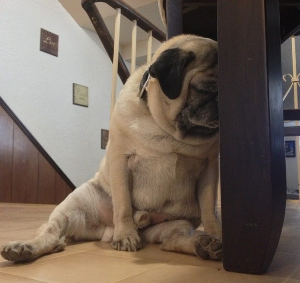 12 Realities That New Pug Owners Must Accept 1