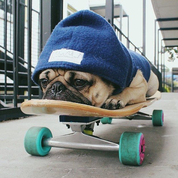 pug outfit skateboard amazing