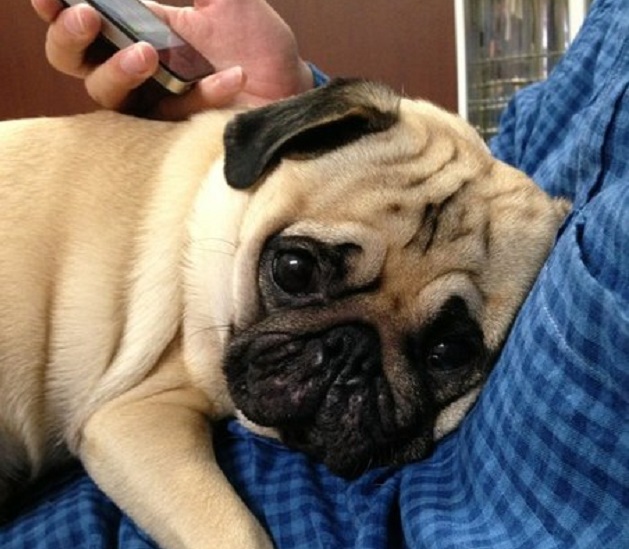 12 Realities That New Pug Owners Must Accept 2