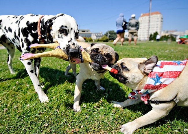 pugs plaing in the park summer