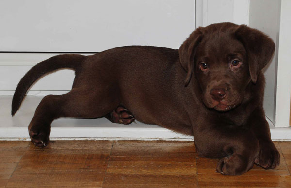 16 Reasons Labradors Are The Worst Indoor Dog Breeds Of All Time 16 puppy labrador chocolate door funny