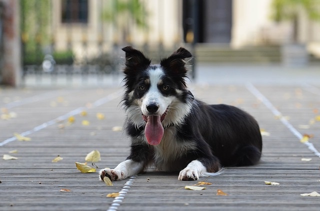 rest border collie amazing