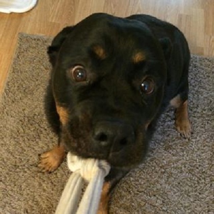rottie eyes