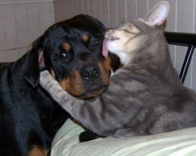 19 Ways Having A Rottweiler Ruins You For Life 10 rottweiler and cat