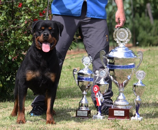 19 Ways Having A Rottweiler Ruins You For Life 19 rottweiler champion dog
