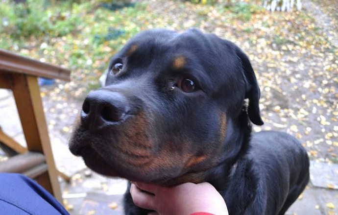 19 Ways Having A Rottweiler Ruins You For Life 73 19 Ways Having A Rottweiler Ruins You For Life 5