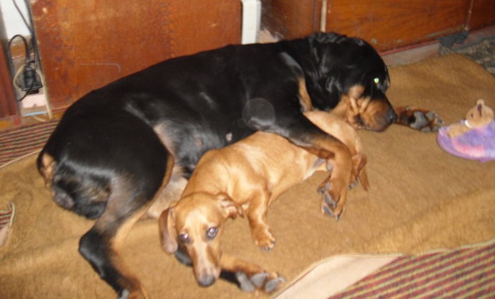 19 Ways Having A Rottweiler Ruins You For Life 11 rottweiler friend