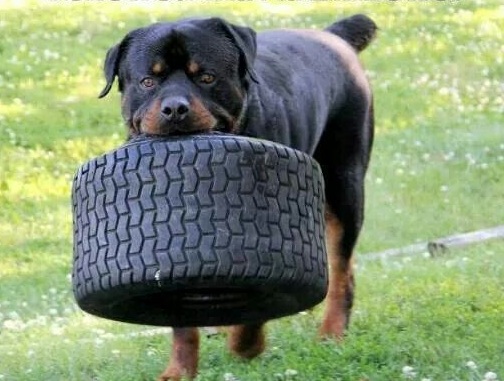 rottweiler funny