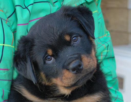 19 Ways Having A Rottweiler Ruins You For Life 17 rottweiler listen head tilt