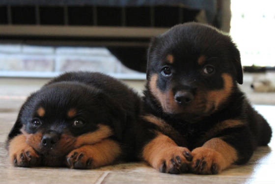 19 Ways Having A Rottweiler Ruins You For Life 16 rottweiler puppies photo