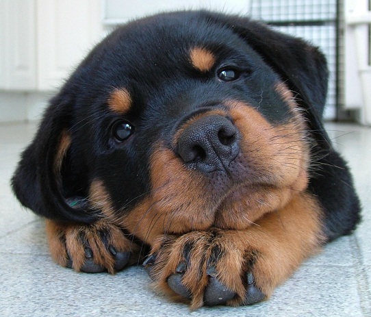 rottweiler puppy face
