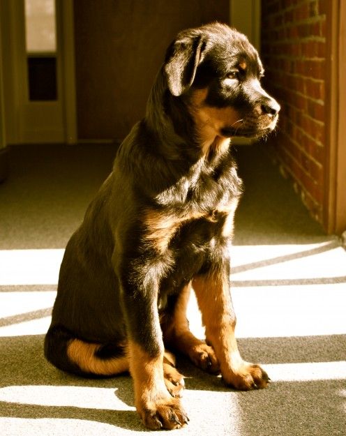 19 Ways Having A Rottweiler Ruins You For Life 18 rottweiler-puppy-wait