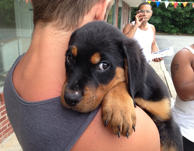 10 Realities That New Rottweiler Owners Must Accept 1