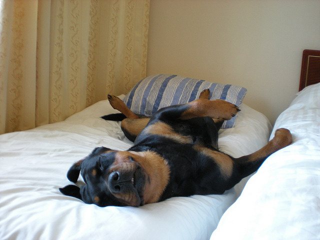 rottweiler rest