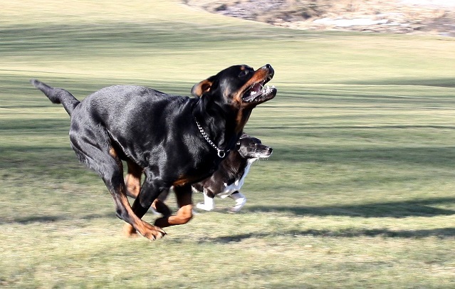 10 Reasons Rottweilers Are The Worst Breed EVER 1 rottweiler running dogs