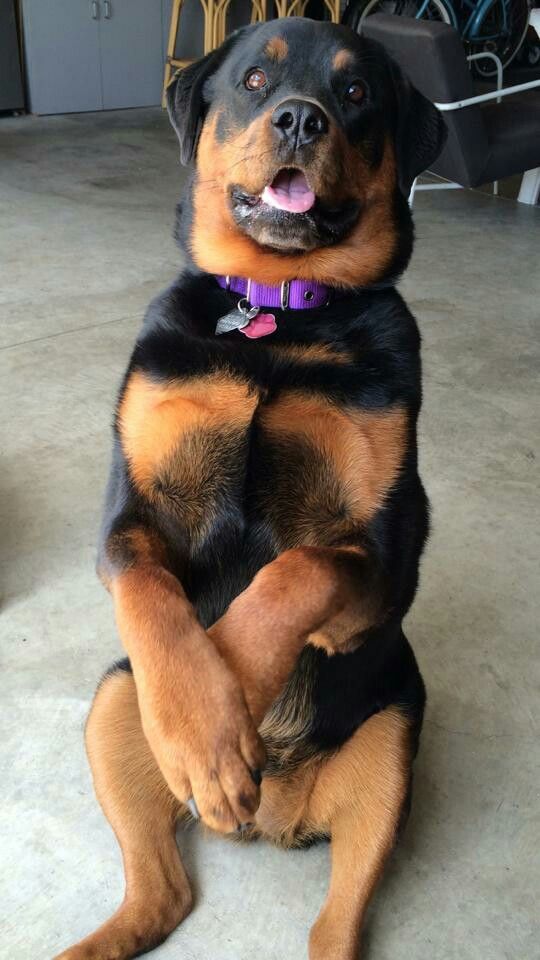 19 Ways Having A Rottweiler Ruins You For Life