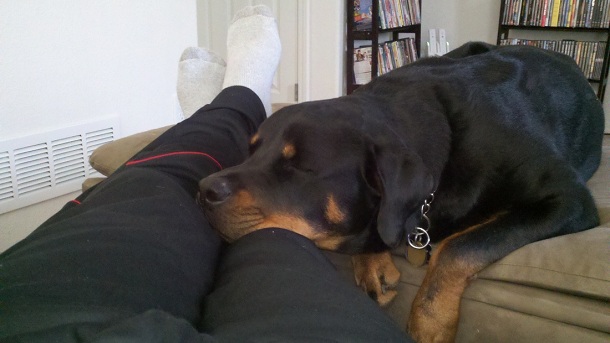 19 Ways Having A Rottweiler Ruins You For Life 4 rottweiler sleep