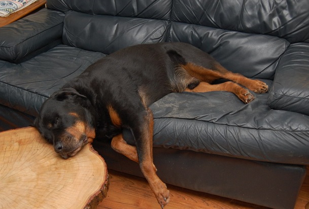 19 Ways Having A Rottweiler Ruins You For Life 5 rottweiler sleeping
