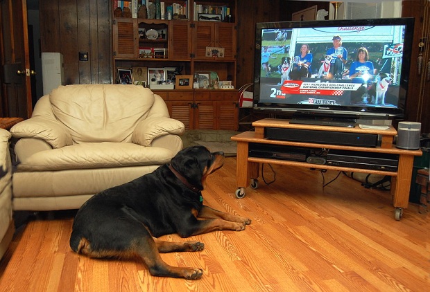 rottweiler tv