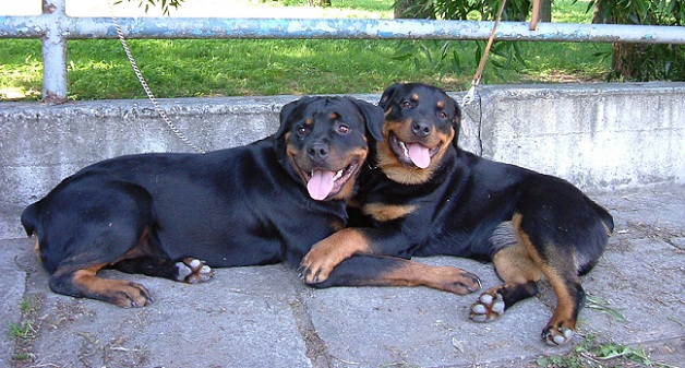 rottweilers