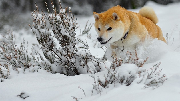 running akita inu through snow