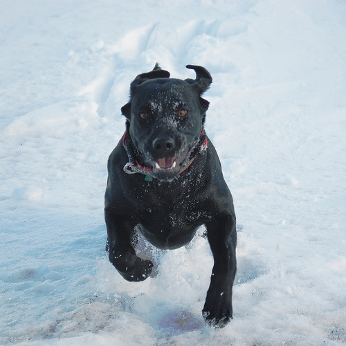 16 Reasons Labradors Are The Worst Indoor Dog Breeds Of All Time 17 running black labrador photo snow winter