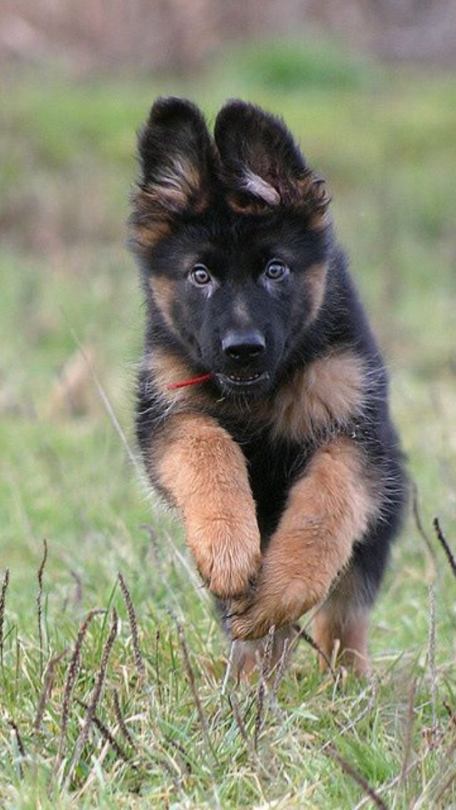 16 Reasons German Shepherds Are The Worst Indoor Dog Breeds Of All Time 11 running german shepherd puppy grass