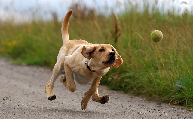 16 Reasons Labradors Are The Worst Indoor Dog Breeds Of All Time 14 running labrador ball dog photo