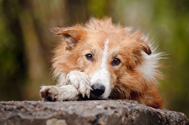 sad border collie face photo