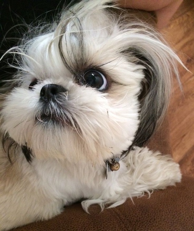 10 Reasons Shih Tzus Are The Worst Breed EVER