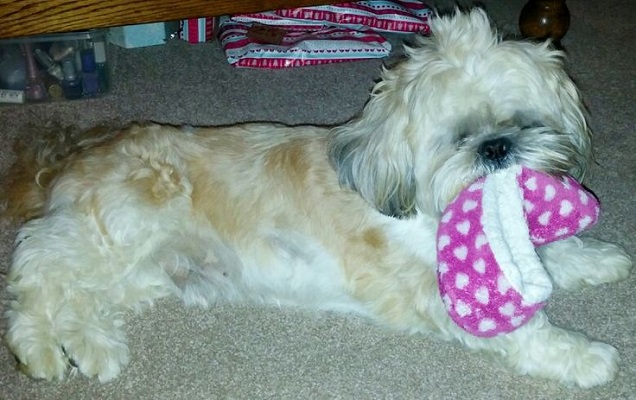 shih tzu slippers - BuzzSharer.com