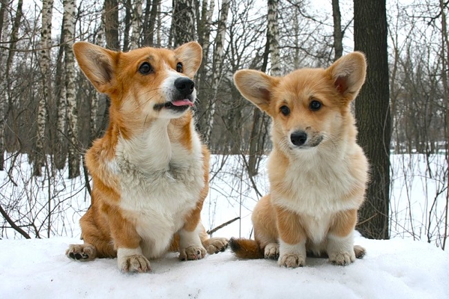 sitting corgis winter snow forest