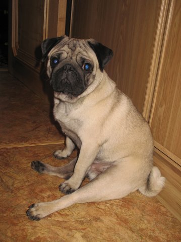 sitting pug photo dog