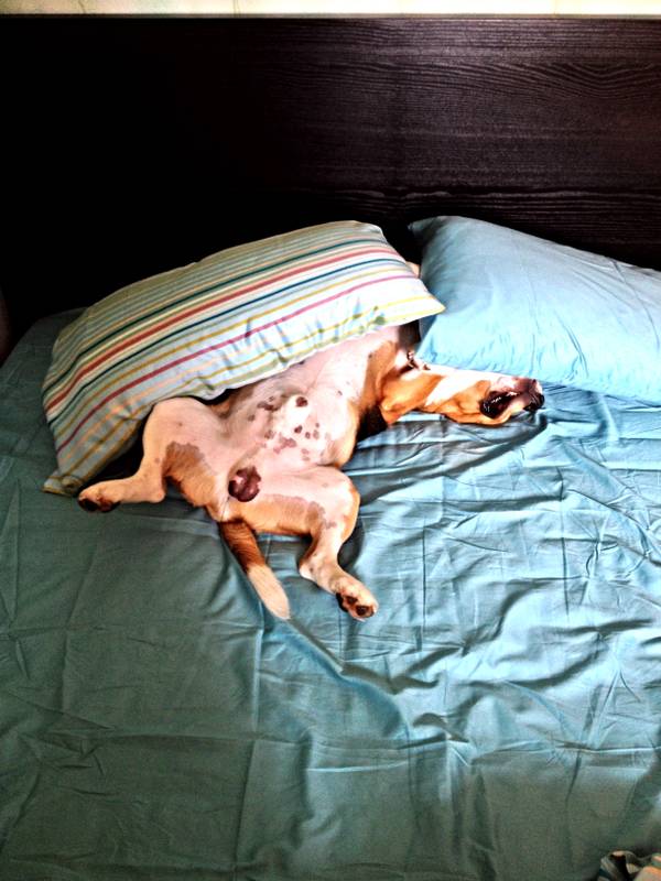 12 Realities That New Beagle Owners Must Accept 10 sleep beagle bed pics funny