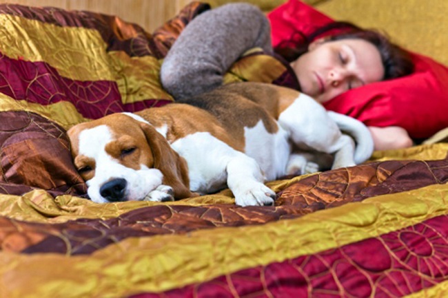 12 Realities That New Beagle Owners Must Accept 14 sleep beagle woman pics photo bed