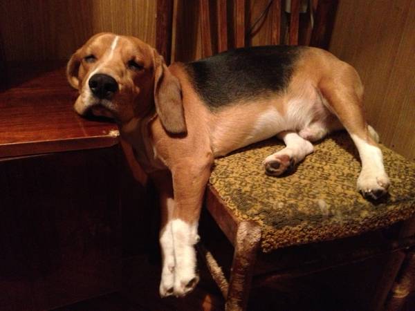 12 Realities That New Beagle Owners Must Accept 8 sleeping beagle dog pics