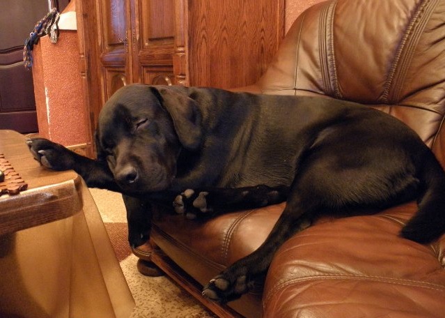 sleeping labrador sofa amazing