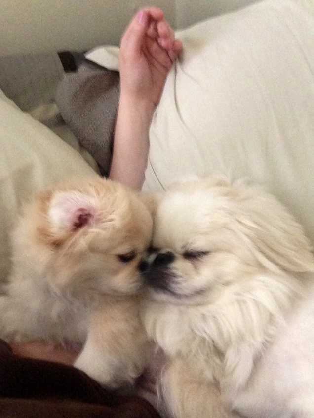 sleeping pekingeses arm funny