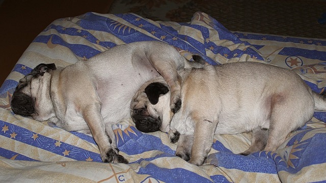 sleeping pugs bed