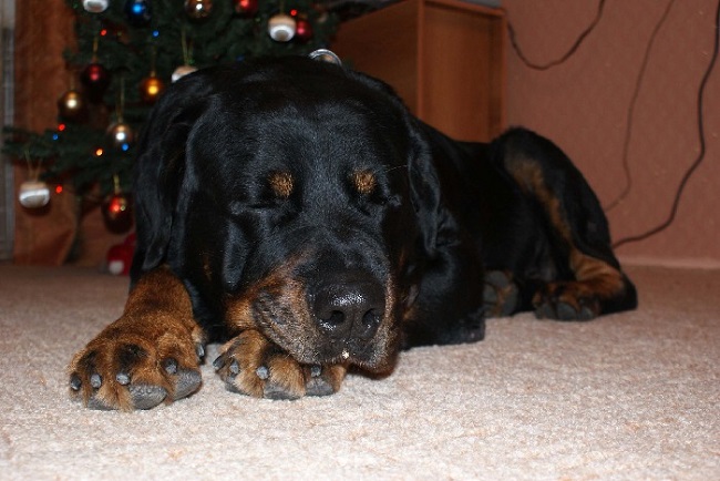 10 Reasons Rottweilers Are The Worst Breed EVER 5 10 Reasons Rottweilers Are The Worst Breed EVER 1