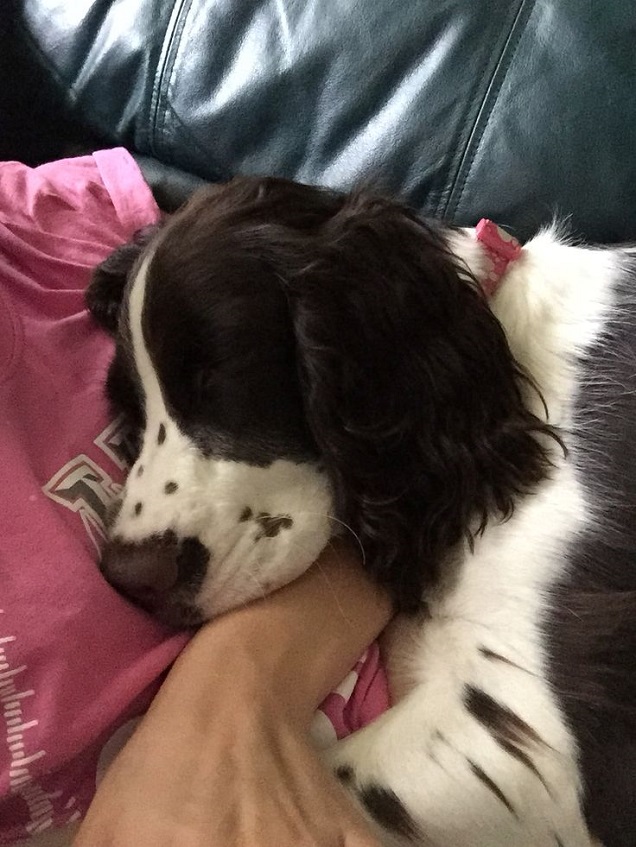 12 Realities That New Springer Spaniel Owners Must Accept 11 sleeping springer spaniel photo pics