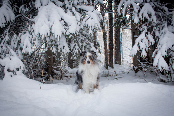 snow winter dog border collie