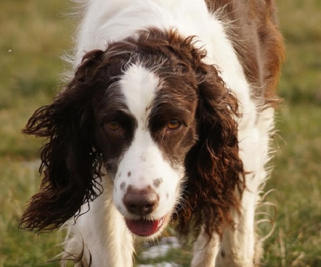 12 Realities That New Springer Spaniel Owners Must Accept 10 springer dog spaniel eyes photo