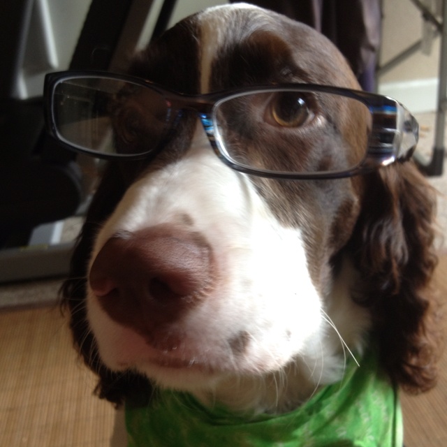 16 Reasons Springer Spaniels Are The Worst Indoor Dog Breeds Of All Time 12 springer spaniel glasses face