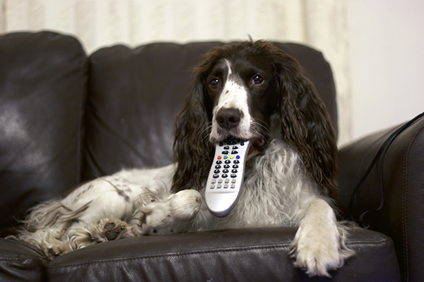 12 Realities That New Springer Spaniel Owners Must Accept 6 springer spaniel watch tv