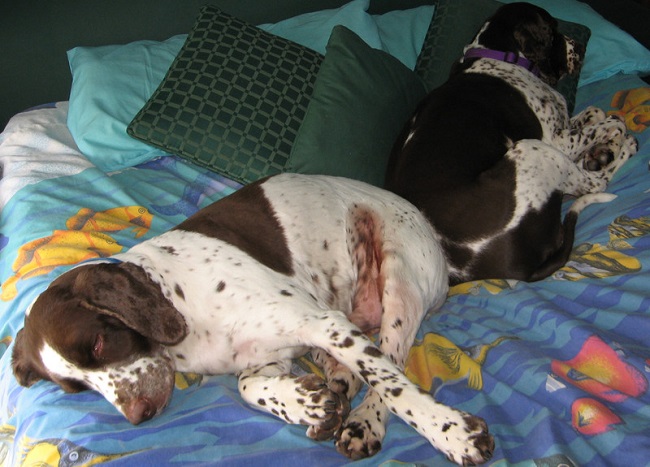 12 Realities That New Springer Spaniel Owners Must Accept 1 springer spaniels bed sleep