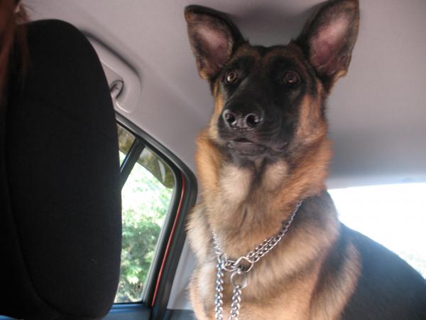 16 Reasons German Shepherds Are The Worst Indoor Dog Breeds Of All Time 6 surprised german shepherd car funny
