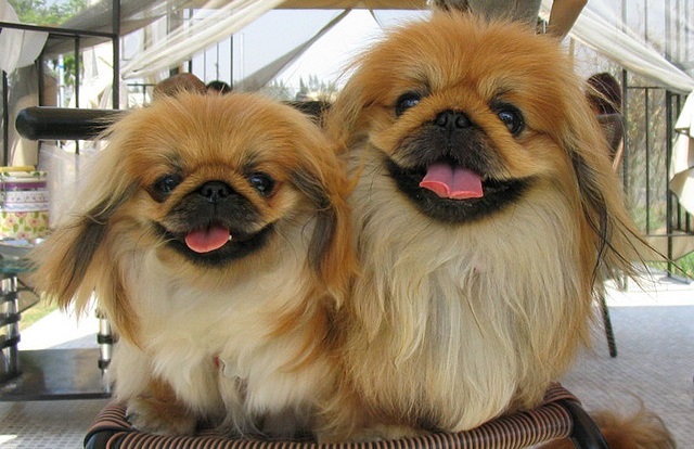 two pekingeses dogs