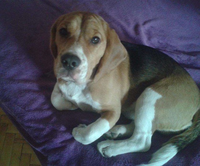 12 Realities That New Beagle Owners Must Accept 5 waiting beagle photo pics face